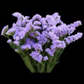 Statice - Lavender